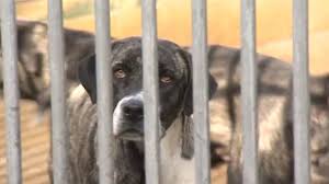 El abandono de animales aumenta un 25% durante la crisis