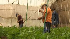 El campo se revoluciona en Telde