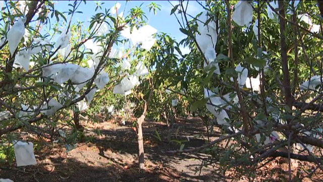 El Hierro protege sus árboles de la mosca de la fruta gracias a bolsas biodegradables