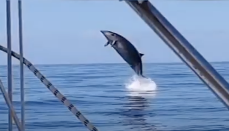 Un zifio de Gervais en aguas de Tenerife