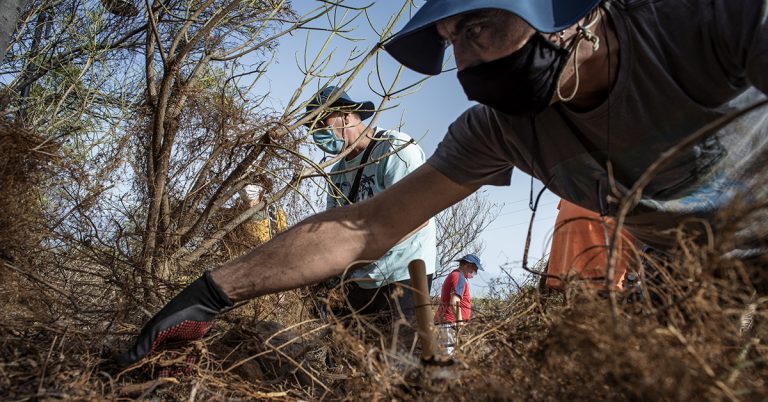El Cabildo de Tenerife y Santa Úrsula trabajan para recuperar el bosque termófilo en La Quinta