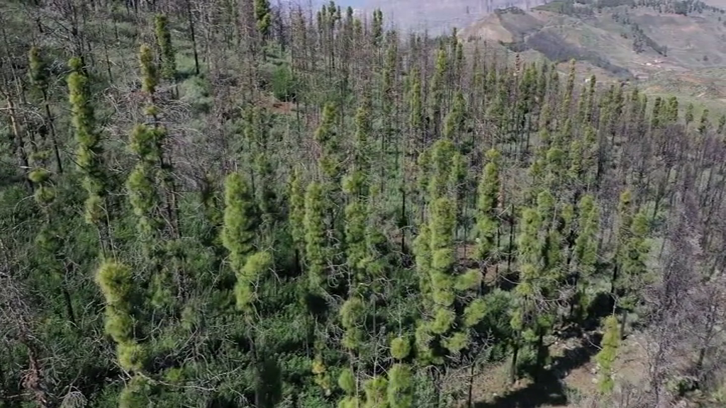 Los bosques de la cumbre grancanaria reciben reconocimiento