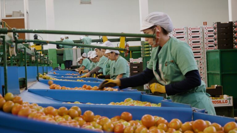 La historia del tomate canario, en Televisión Canaria