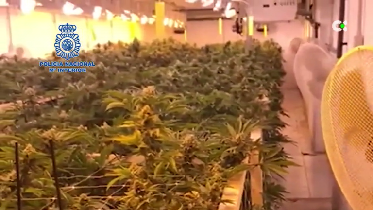 Detienen a los responsables de una plantación de marihuana en Adeje