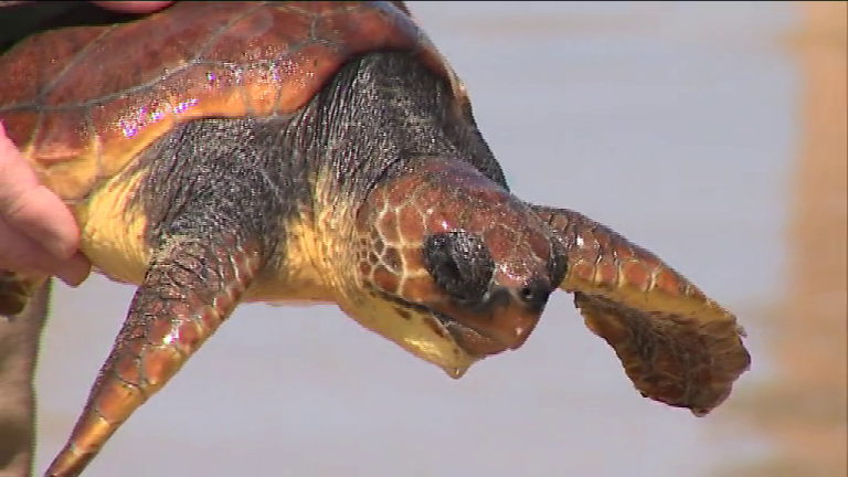 Nueva oportunidad para una tortuga salvada en Gran Canaria