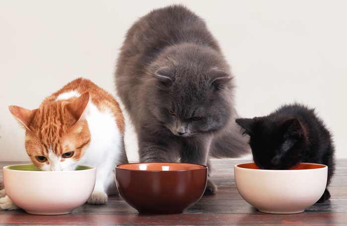 Investigado un hombre de 79 años por el envenenamiento masivo de gatos de una protectora en La Palma