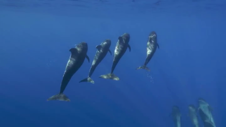 ‘¿Cuánto vale una ballena?’, un documental para concienciar de la importancia de estos animales