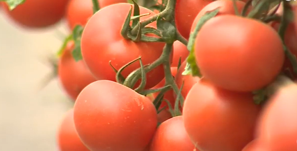 Los costes de producción del tomate se incrementan en un 50%