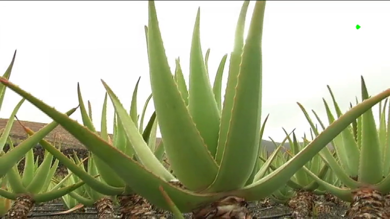El aloe vera enamora en Lanzarote
