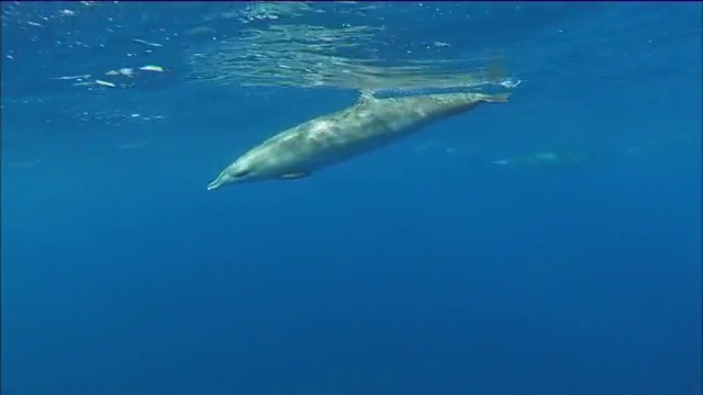 El Hierro enamora a los zifios
