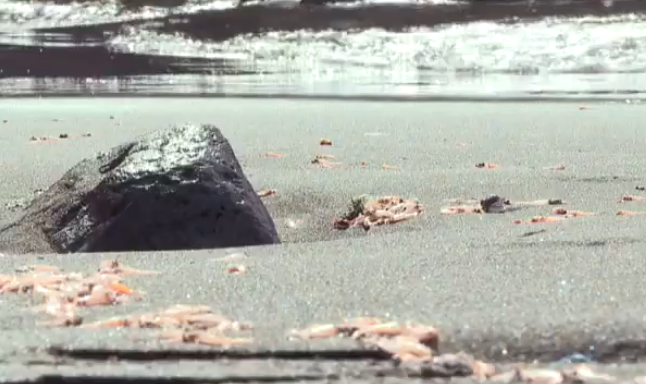 Las aguas del Valle Gran Rey se llenan de krill