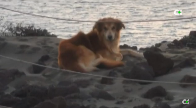 Un perro de apoyo emocional se escapa en el aeropuerto