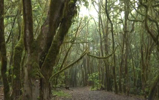 La lluvia baña el Parque Nacional de Garajonay