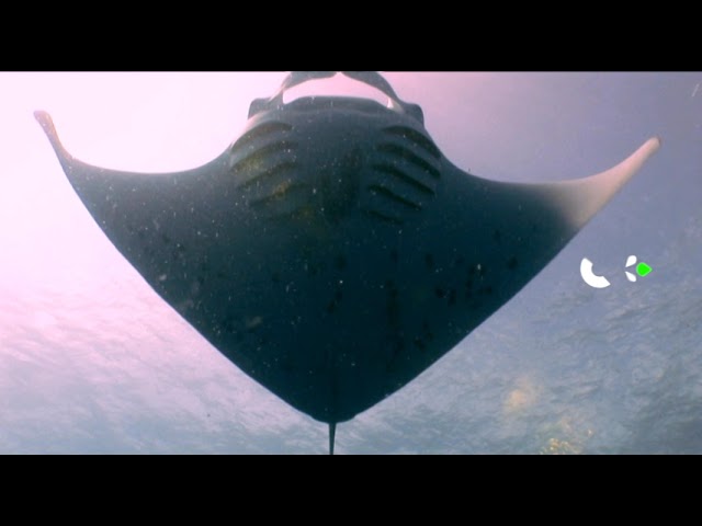 ‘El mar de la vida’, estreno en Televisión Canaria