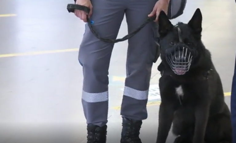 Gran Canaria estrena una unidad canina para mejorar la seguridad en el transporte público