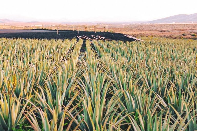 El Cabildo de Fuerteventura apuesta por consolidar el mercado del aloe vera en la isla