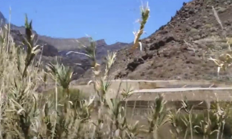 Sustituir el plástico por plantas exóticas invasoras