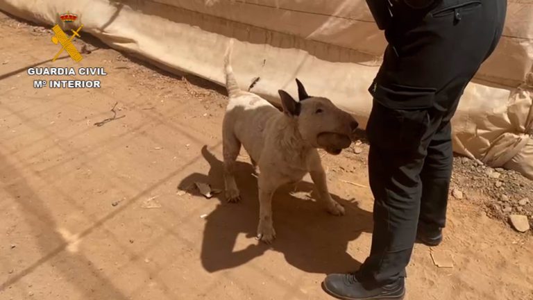 Detenido un hombre por tener a un perro en estado de abandono en Gran Canaria