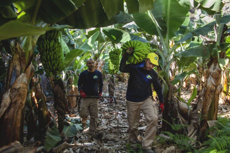 Los productores de plátano podrán vender el producto a pérdidas si cubren costes en el global del año