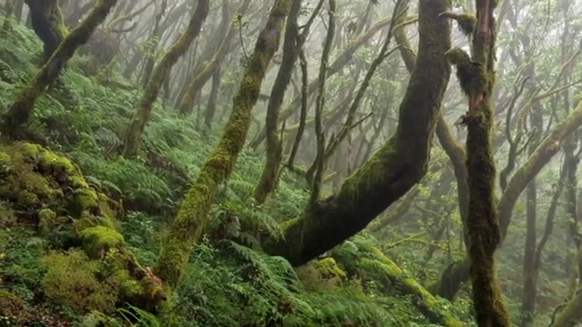La Gomera celebra su noveno aniversario como Reserva de la Biosfera