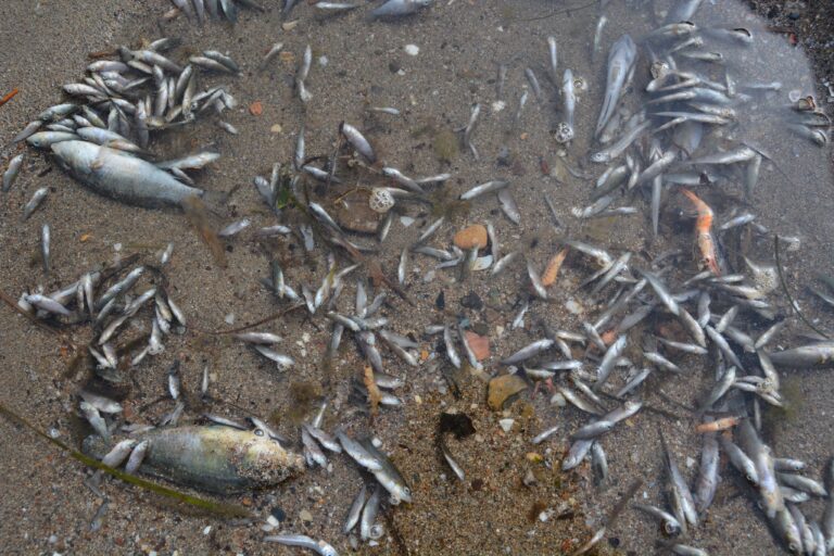 Cierran 8 playas de La Manga para retirar peces muertos en el Mar Menor