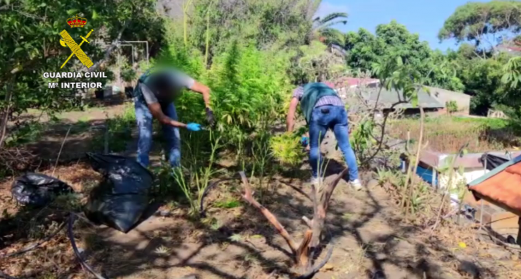 Incautan 1.000 plantas marihuana norte Tenerife
