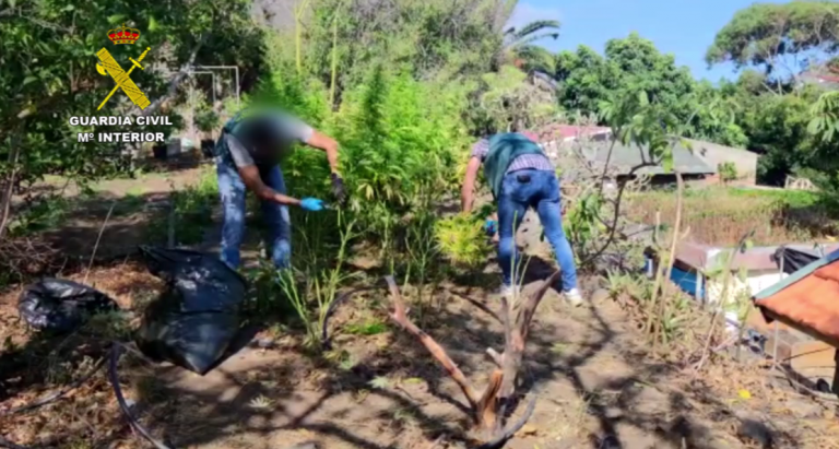 Desmantelada una plantación de más de 1.000 plantas de marihuana en el norte de Tenerife