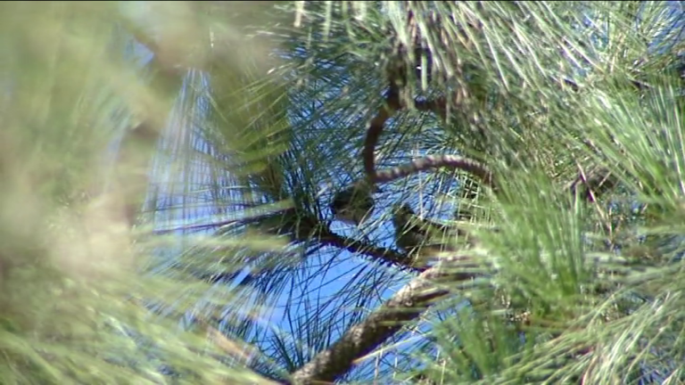 Hallan una nueva especie endémica de pinzón en Canarias