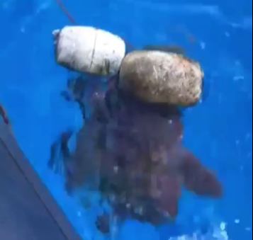 La Guardia Civil rescata una tortuga boba atrapada entre cuerdas y boyas en Playa Santiago en La Gomera