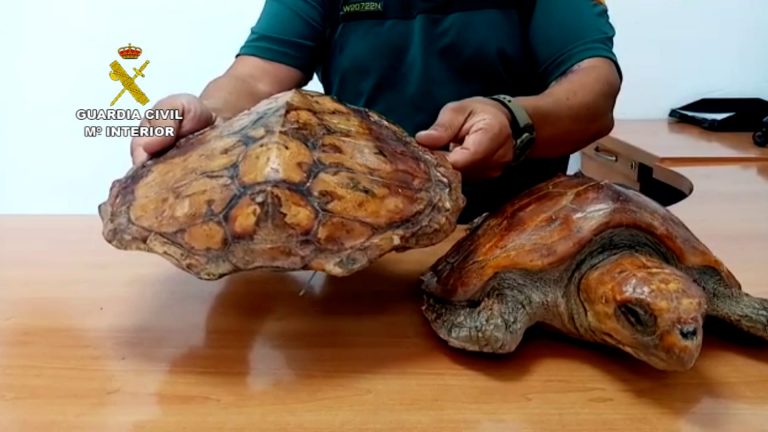 Encuentran dos ejemplares de tortuga boba disecados en un restaurante de Fuerteventura