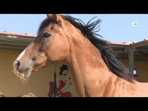 Tenerife Horse Rescue, una segunda oportunidad para los animales