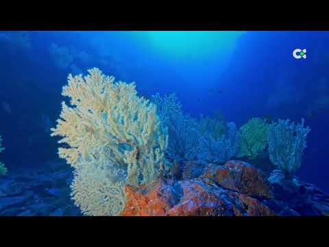 Bosques de coral negro en los fondos canarios