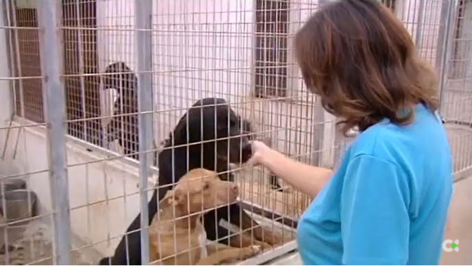 La protectora Huellas que Unen recoge alimentos para los animales de familias más necesitadas