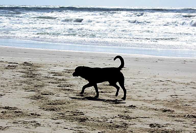 Marcha en Gran Canaria a favor de permitir perros en las playas
