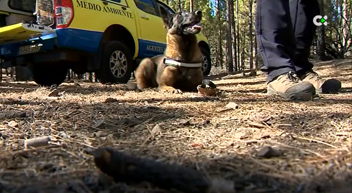 La Unidad Canina del Cabildo de Gran Canaria lucha contra el veneno en el campo