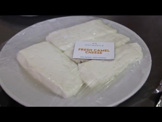 Primer queso con leche de camella de España
