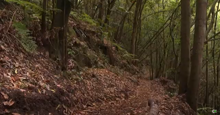 ‘Sendero del Campanario’ en La Palma, restaurado por voluntarios