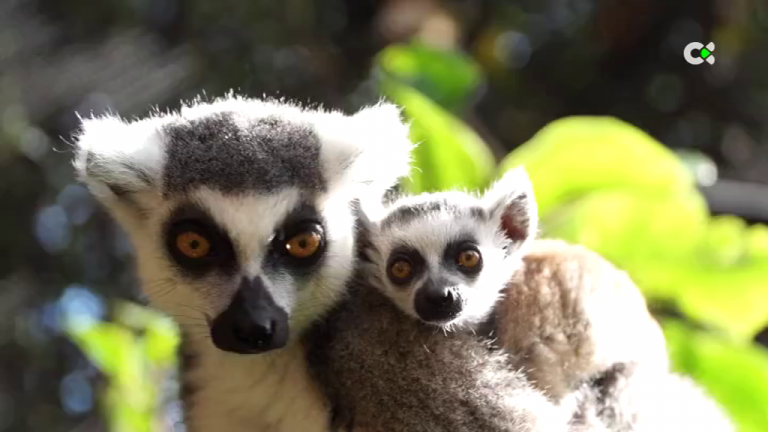 La familia de lemures del Loro Parque cuenta con un nuevo miembro