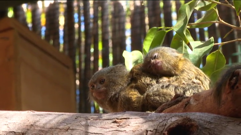 El Oasis Wildlife de Fuerteventura da la bienvenida a las nuevas crías de flamencos y titis