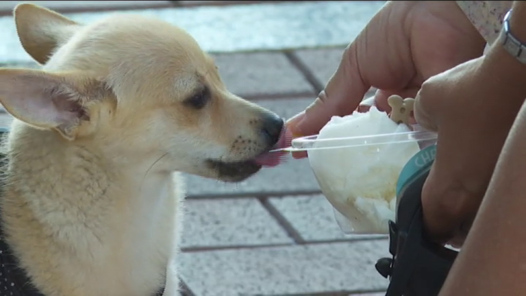 Helados para mascotas