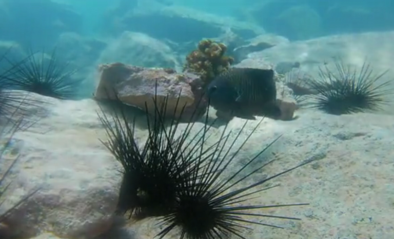 El erizo amenaza los ecosistemas del litoral canario