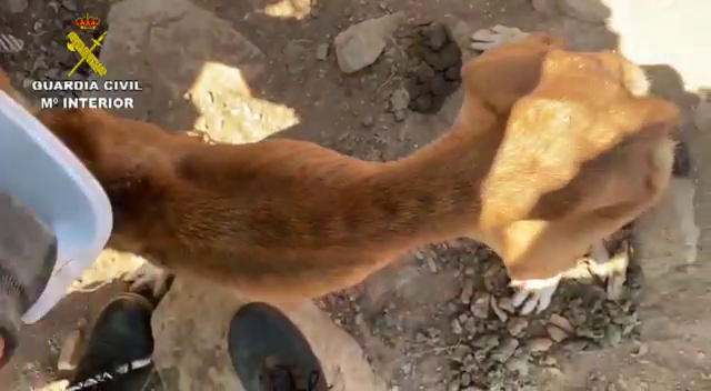 Tres detenidos por maltrato animal a más de una decena de perros