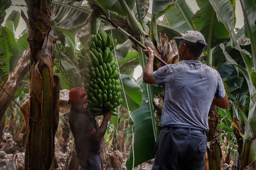 Convocadas las subvenciones para reconstruir fincas afectadas por el volcán en La Palma