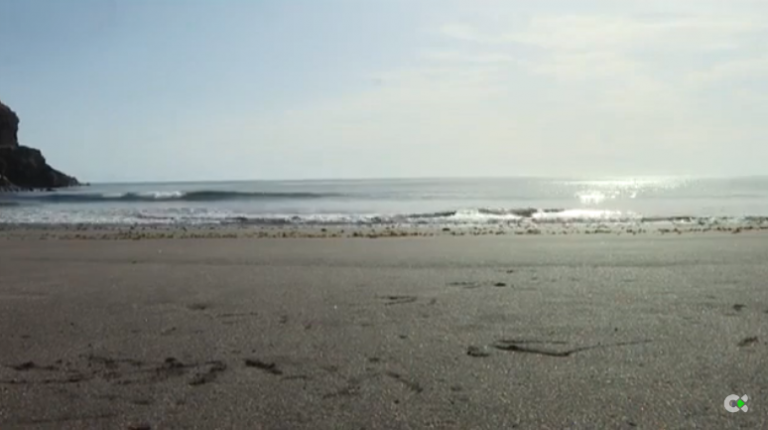 Aparecen medusas cristalinas y dragones azules en El Hierro