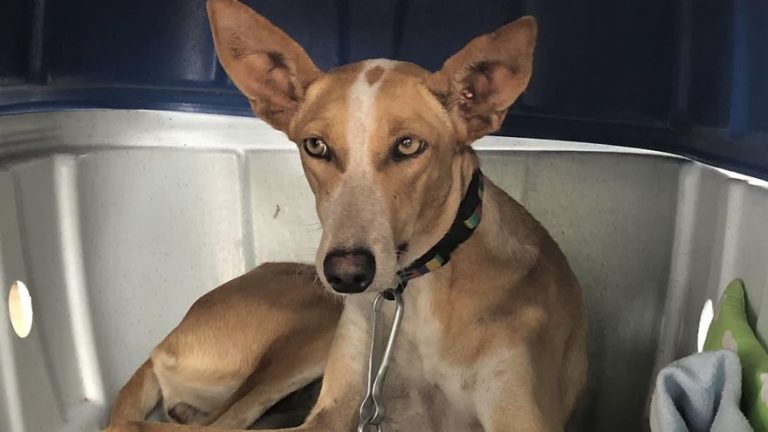 Unas cien mascotas perdidas durante la erupción han regresado con sus amos