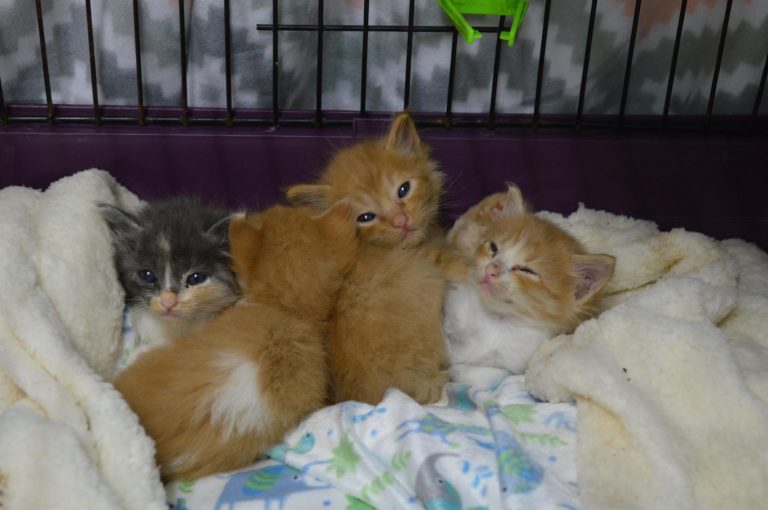 Dan cobijo a más de 830 animales en un albergue de Los Llanos de Aridane y el recinto ferial de El Paso