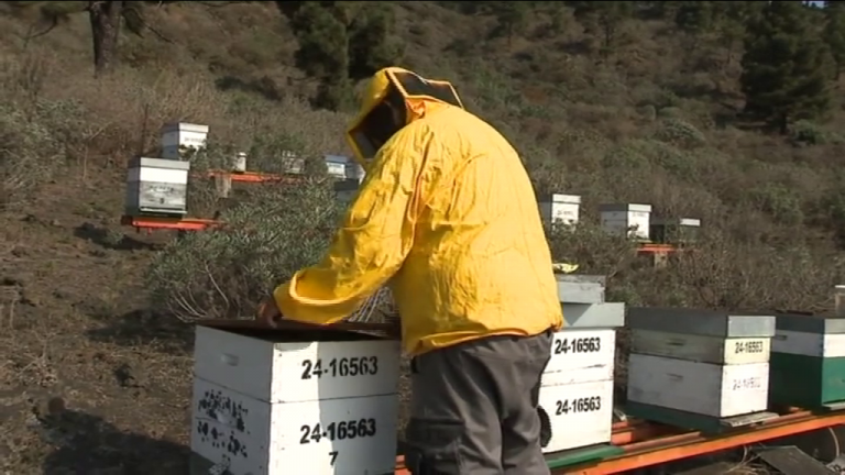 La apicultura, otro sector afectado por el volcán de La Palma