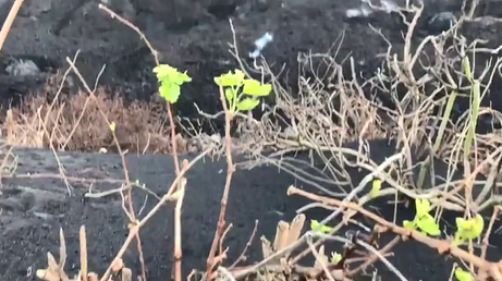 La flora empieza a abrirse paso en medio de la destrucción producida por la lava