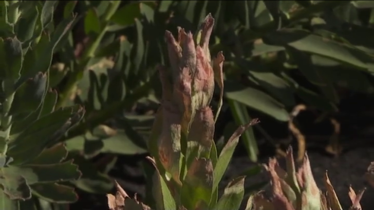 El sector de las flores, también afectado con dureza por el volcán