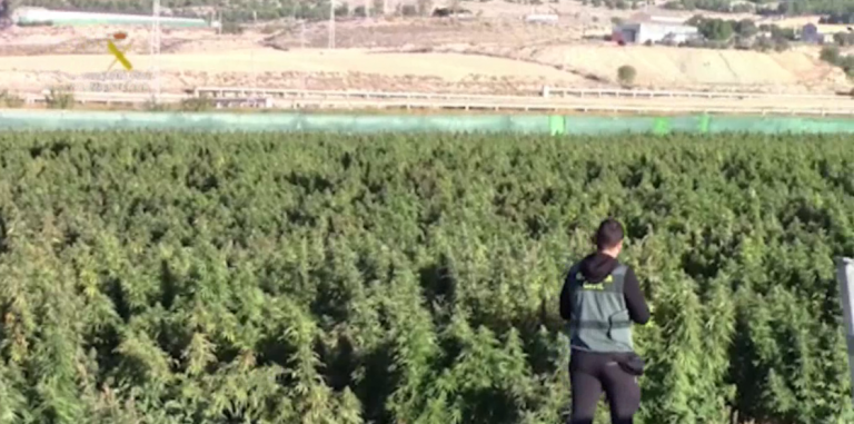 Detenidos en Toledo con la mayor plantación de marihuana de Europa